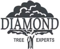 diamondtree-logo (002)